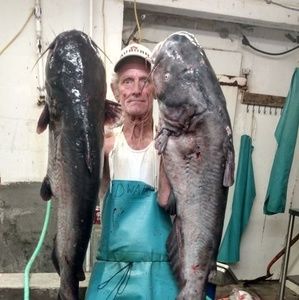 Meet your Posher, Lanierj